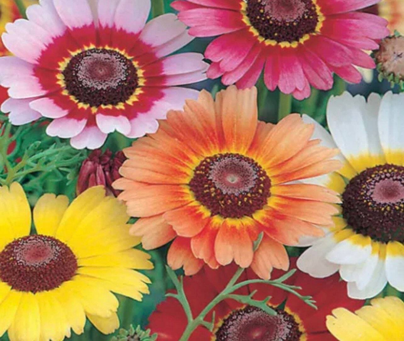 100+ Painted Mix Daisy Seeds | Colorful Rings Rainbow Paper Wild Flower Seed 20