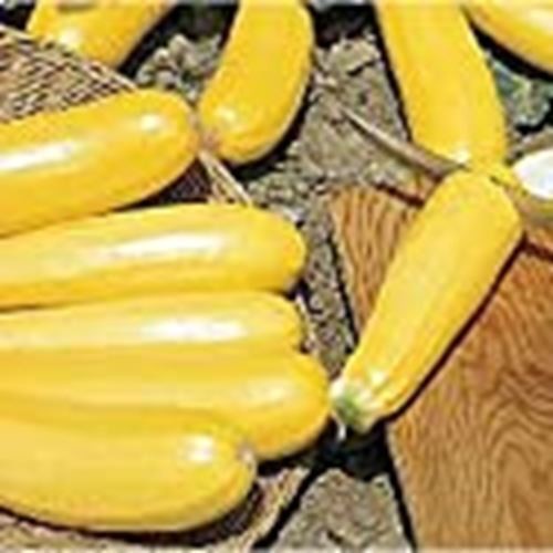 Golden Zucchini Squash Seeds (((25 Seed Packet))) (More Heirloom, Organic, Non G