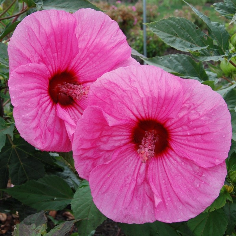 20 Luna Mixed Asst hardy hibiscus Seeds Pre Stratified Free Shipping.