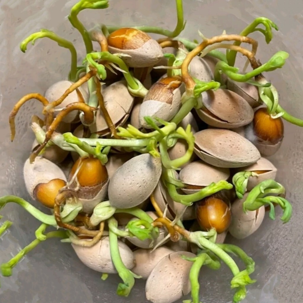 25 Ginkgo Biloba Seeds,Rare Ginkgo Unique Leaves Bright Yellow Maidenhair Tree