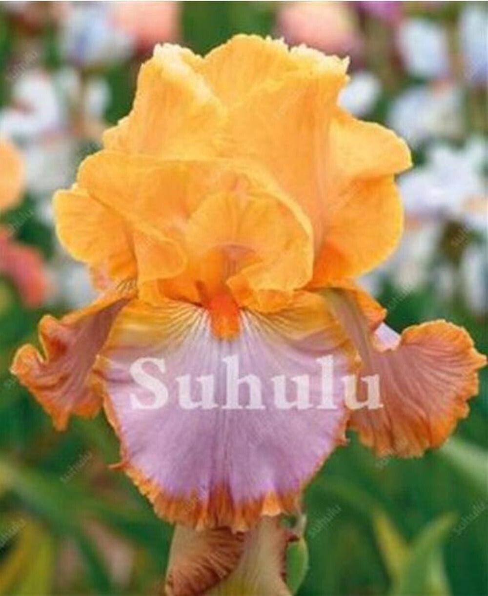 20 SEEDS for Orange/Pink IRIS rare flower exotic bloom garden plant USA Seller