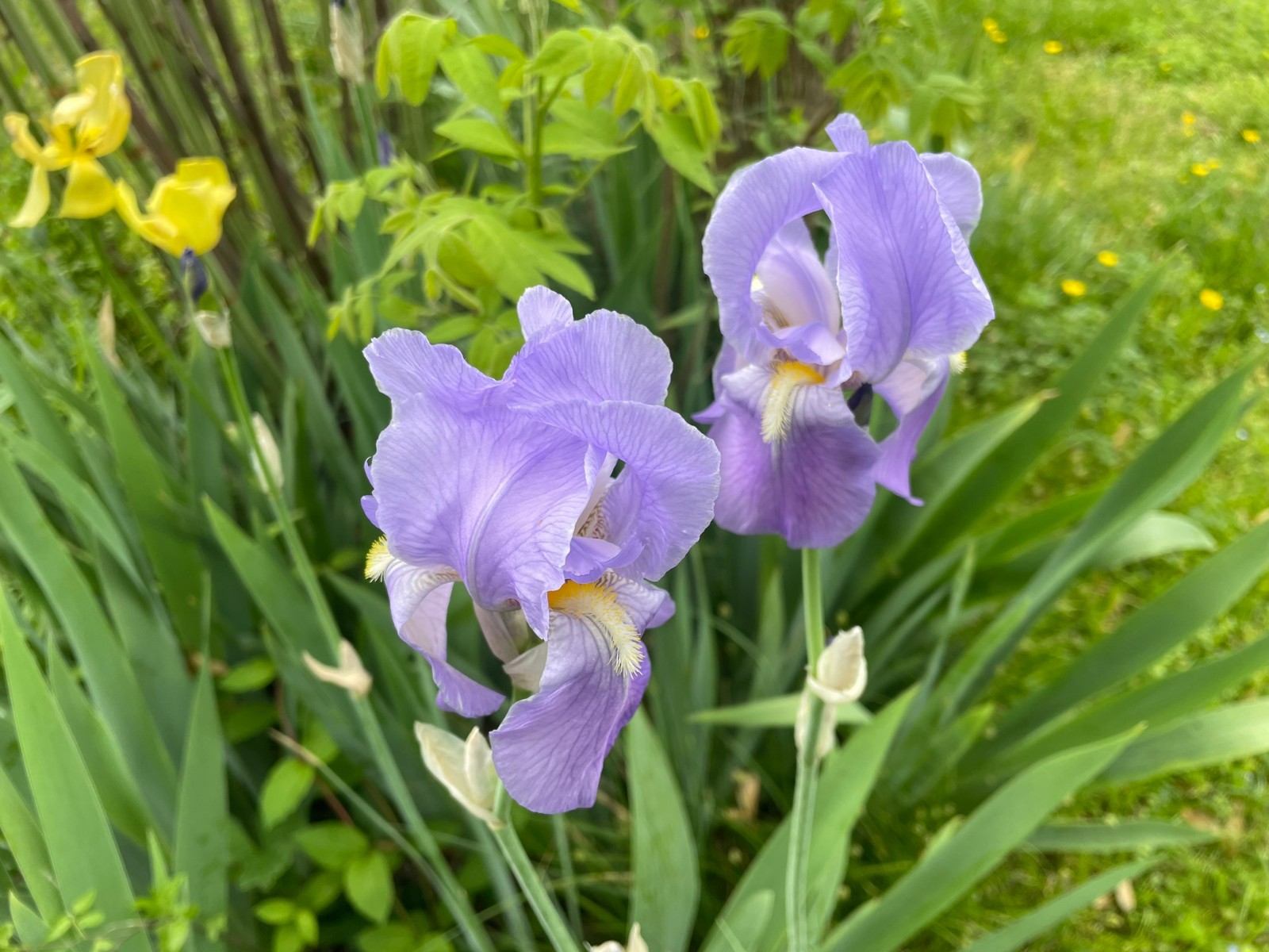10 Heirloom Bearded Iris Rhizomes Andalusian Blue Light Purple 50yr FRESH DUG