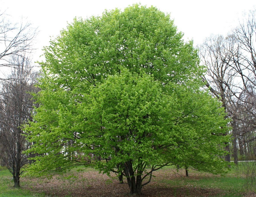 3 Oriental Beech Tree Seeds