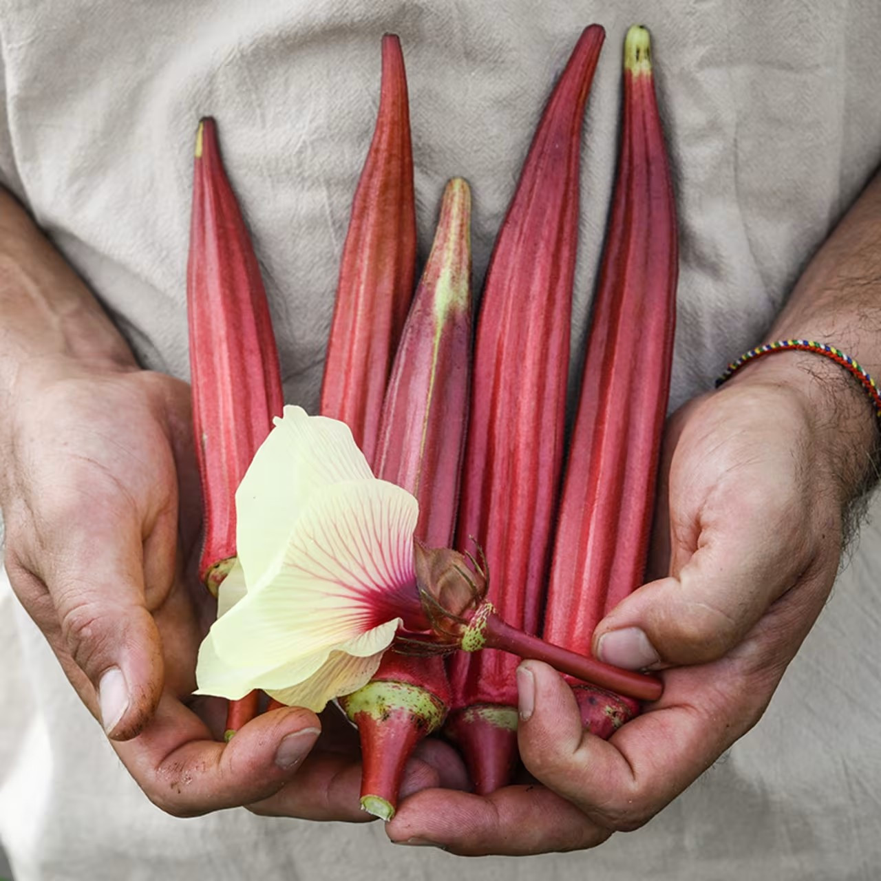 100+ Jing Orange Okra Seeds –— Bright Color —— Heirloom ——- RARE