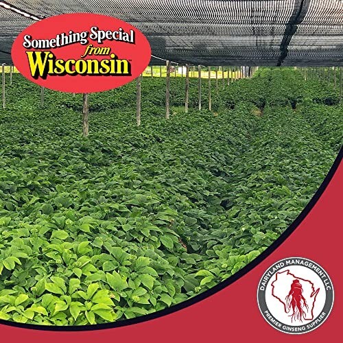 500 Stratified American Ginseng Seed Grow your own Wild Ginseng Seed