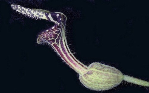 Aristolochia pilosa Pipevine 5 seeds
