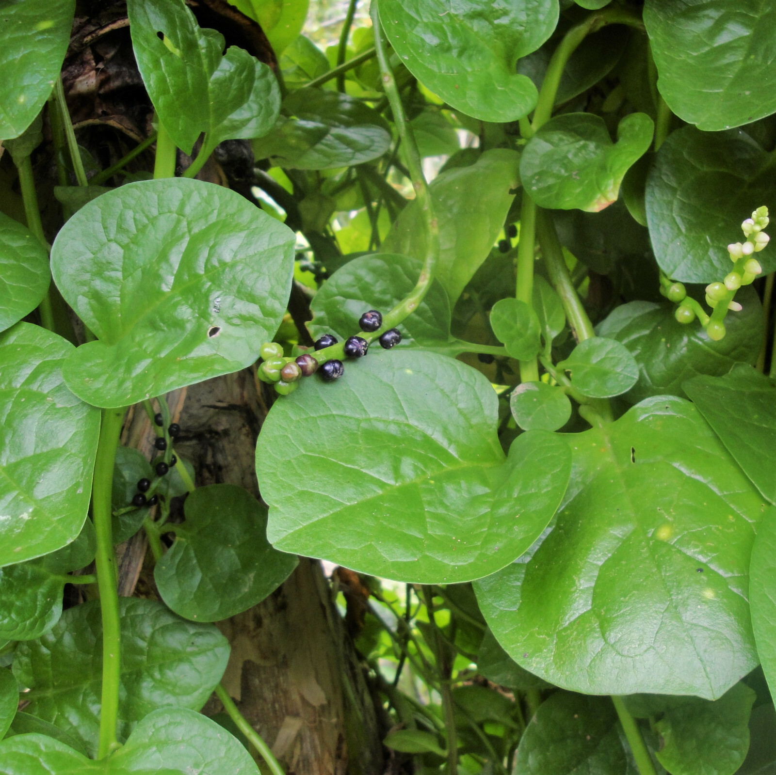 Giant Malabar Spinach Seeds | Round Leaf Green Vine Lettuce Vegetable Seed 2024