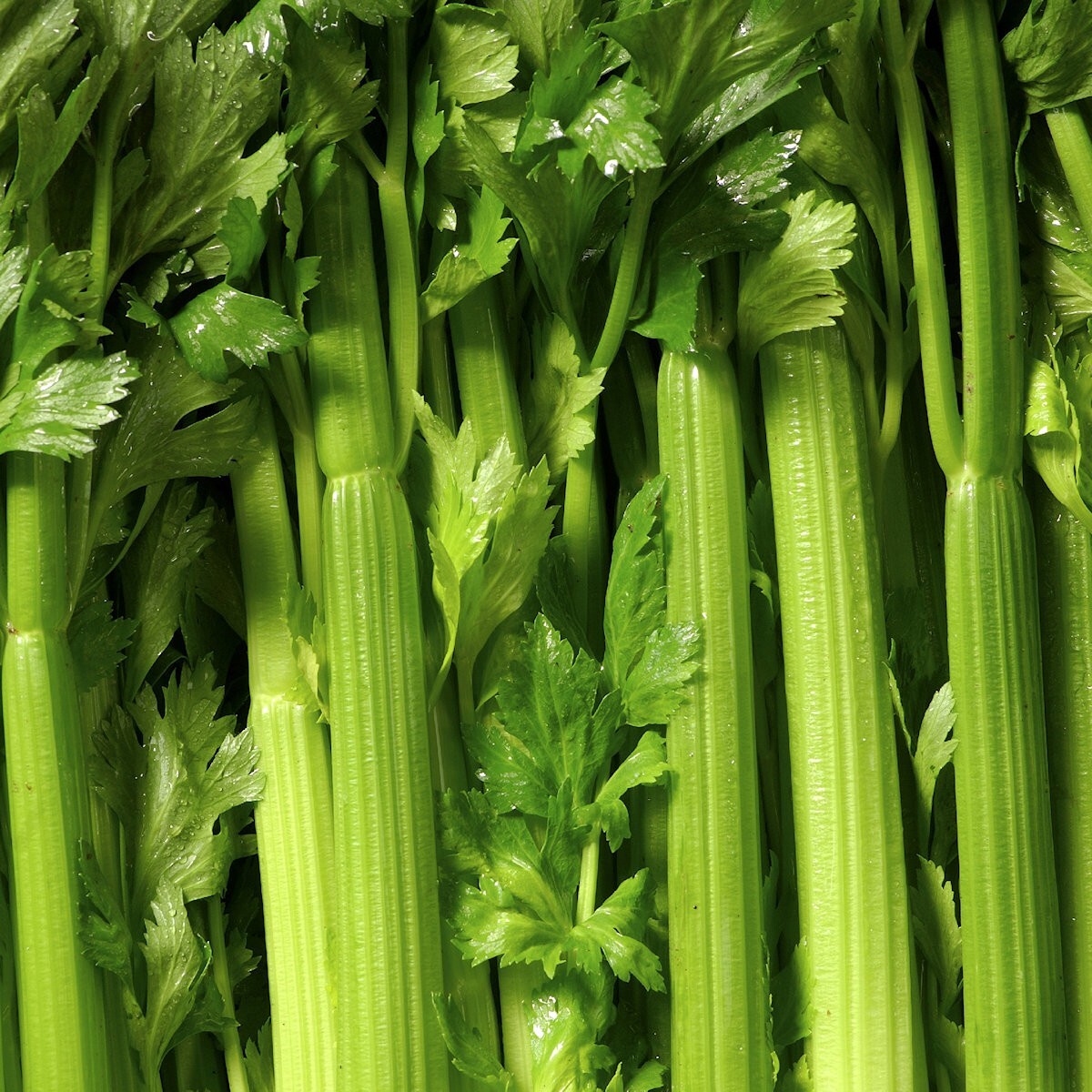 2000 Tall Utah 52-70 Celery Seeds – Everwilde Farms Mylar Seed Packet