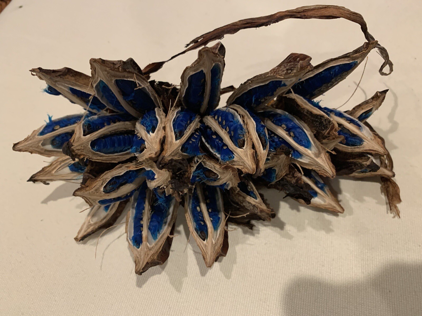 500 Fresh Traveler’s Palm Seeds
