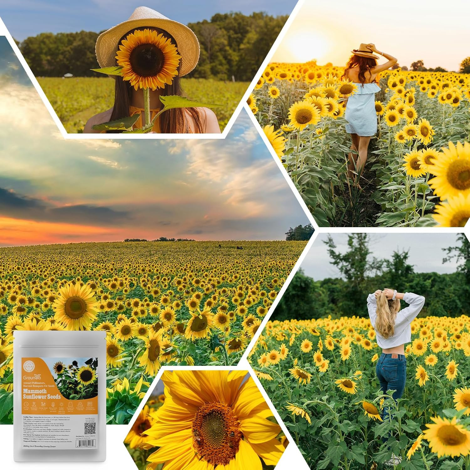 Mammoth Sunflower Seeds to Plant, 1 Ounce Packet 300+ Seeds, 6-12 FT Giant Sunfl