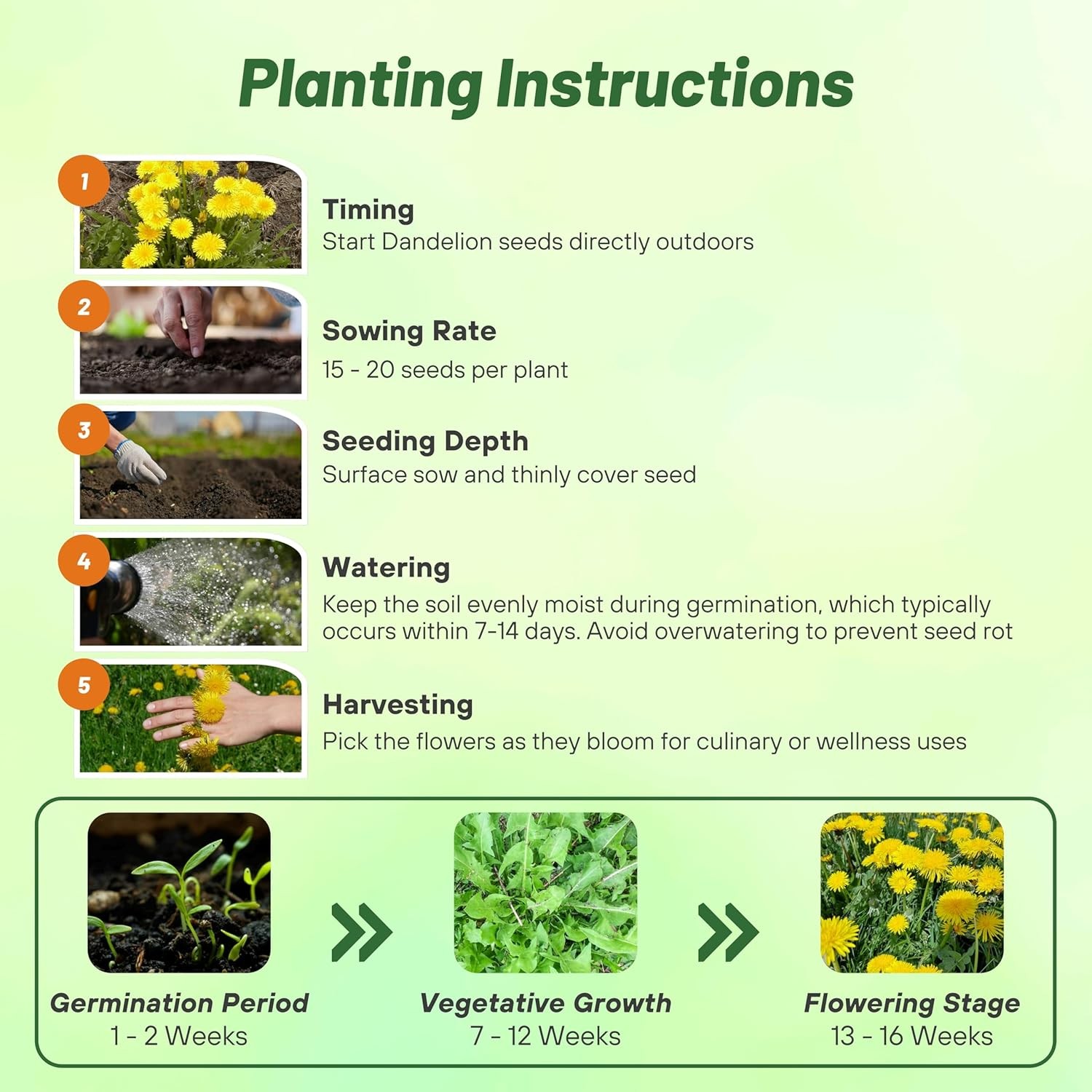10000 Seeds Yellow Dandelion Seeds For Planting Outdoors | Drought Tolerant