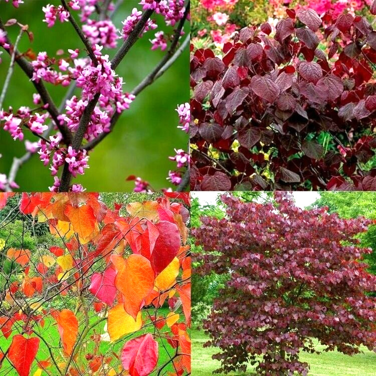 20 FOREST PANSY REDBUD SEEEDS – Cercis canadensis ‘Forest Pansy’