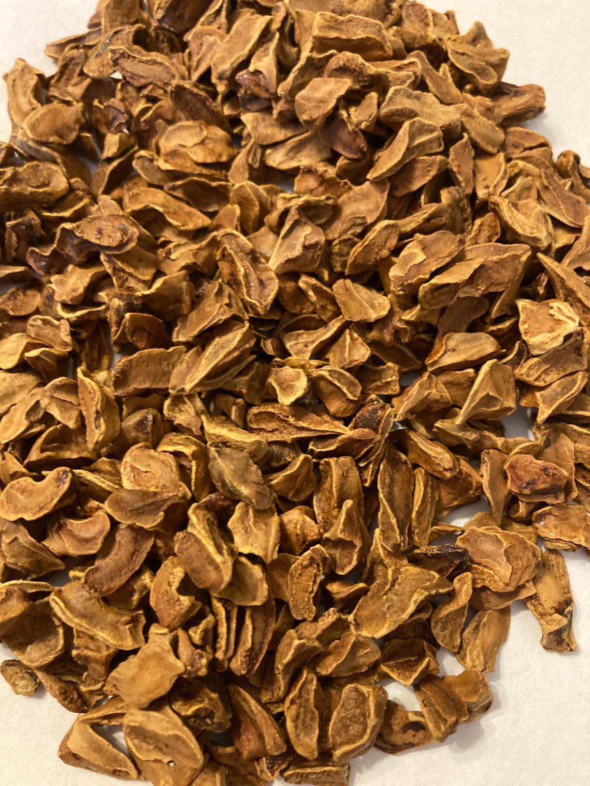 Bald Cypress Tree Seeds (Taxodium Distichum) Southern Sourced