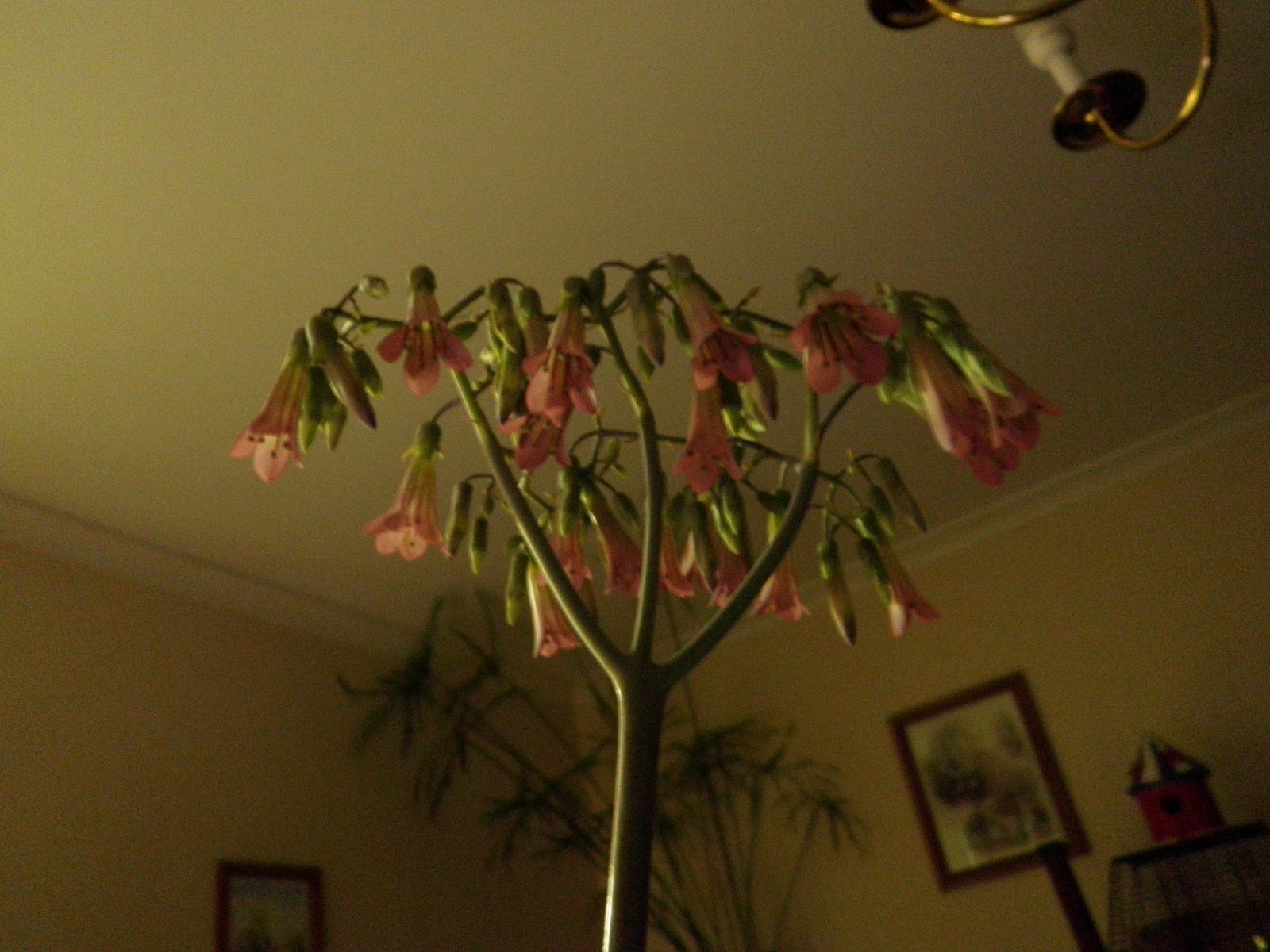 Kalanchoe daigremontiana (Mexican Hat Plant) One 6” starter plant, bare root