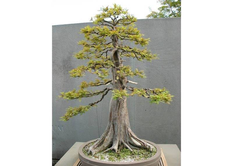 10 Bald Cypress, bonsai, seeds conifer, tree, spring indoors, outdoors, plant.