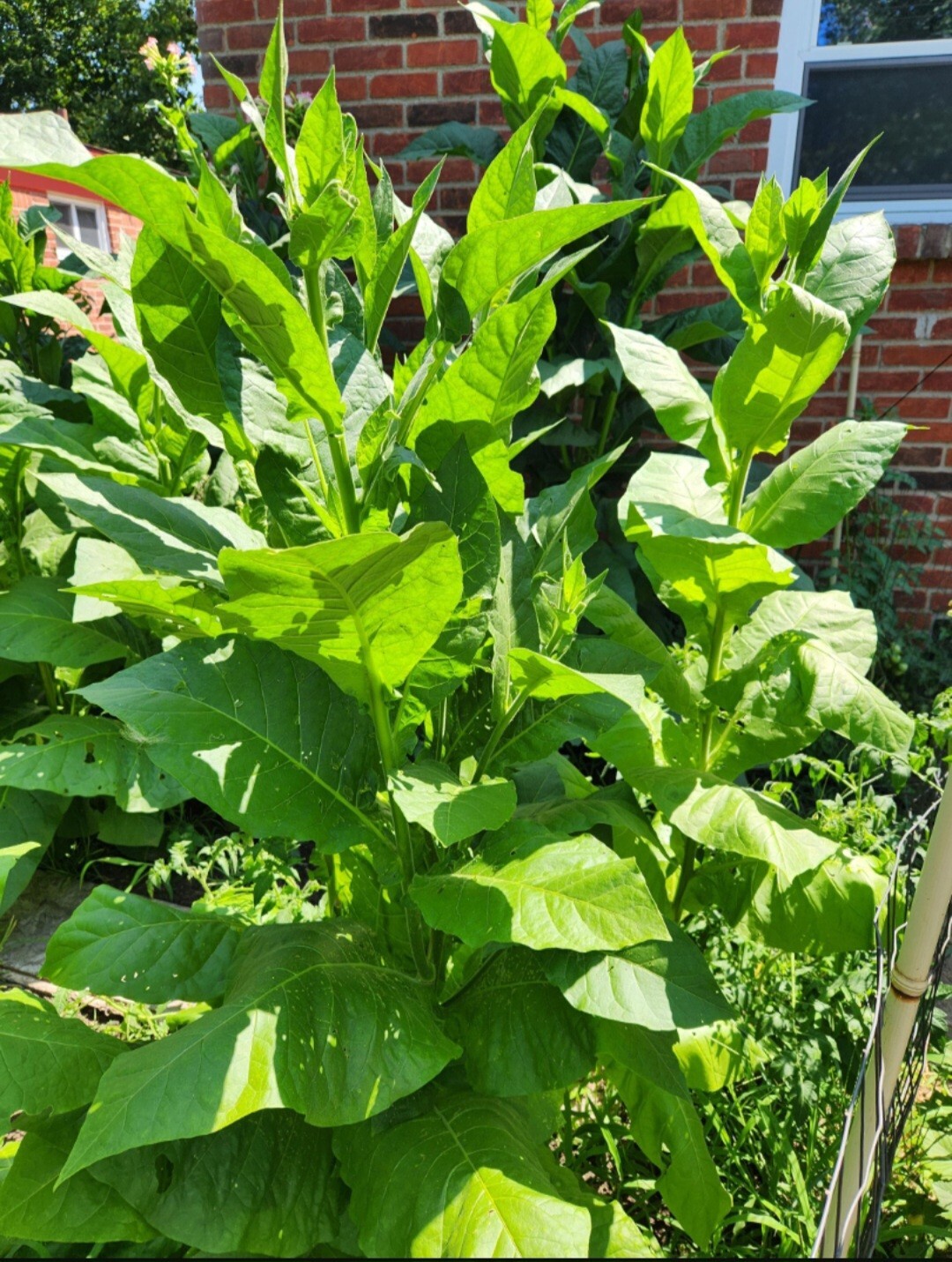 Nicotiana Tabacum (American 572)