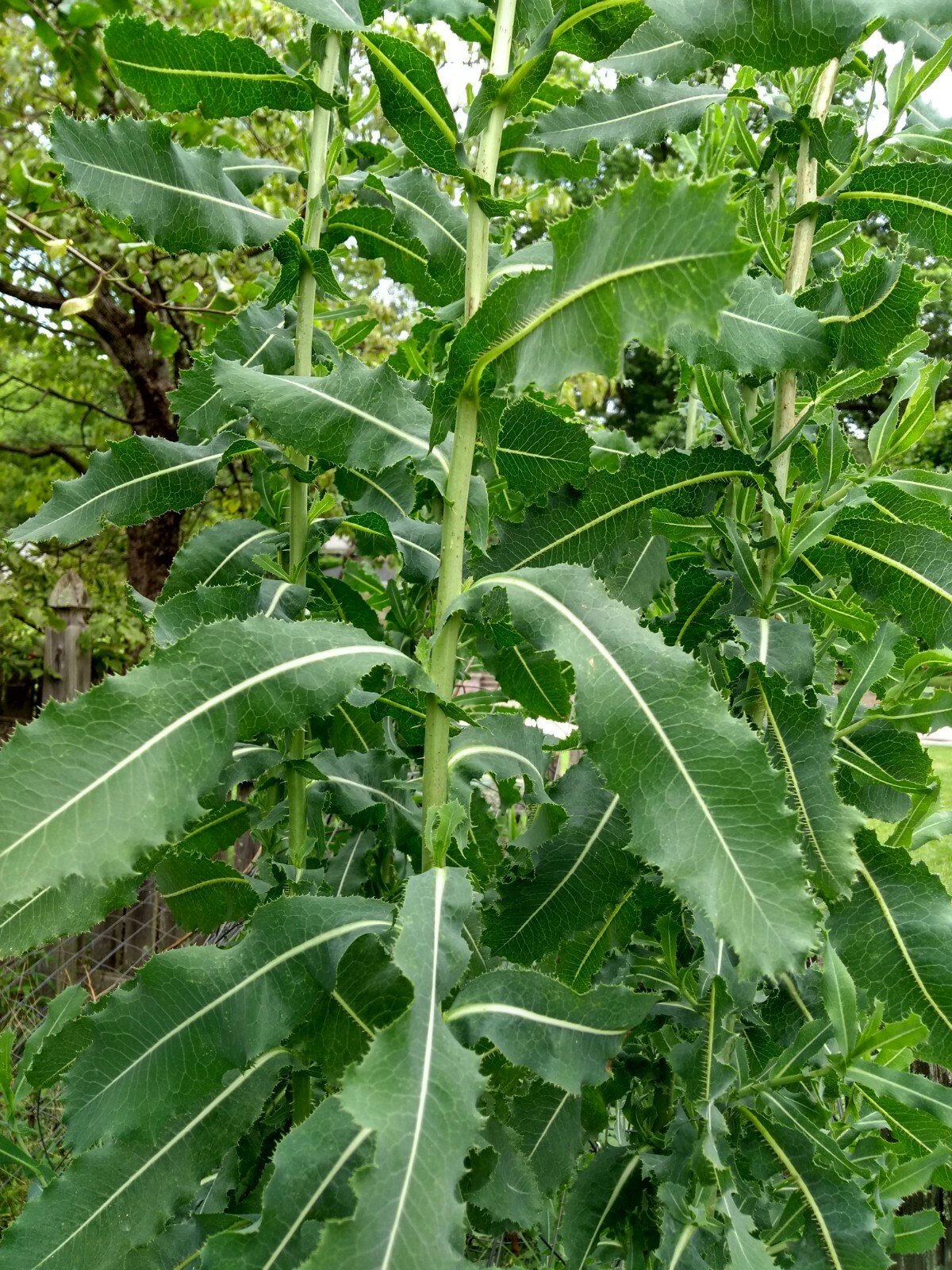 Wild Opium Lettuce Lactuca Virosa 25 Seeds Organic Methods Garden NON GMO MD USA