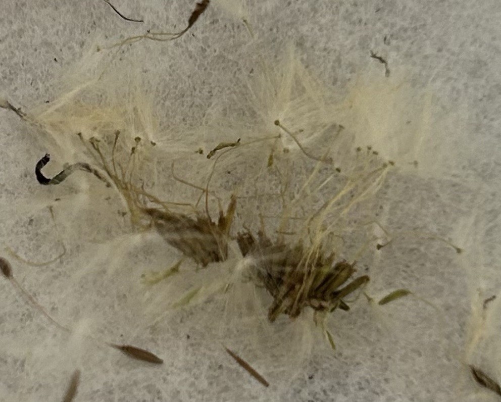 100 Dandelion Seeds (Taraxacum officinale) Organic, USA grown Harvested 05/ 2025