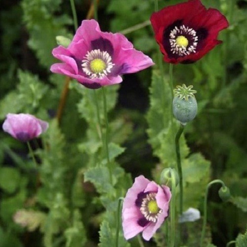 20,000 Turkish Papevaer Somniferum Poppy Seeds For Planting Imported 2025 Harves