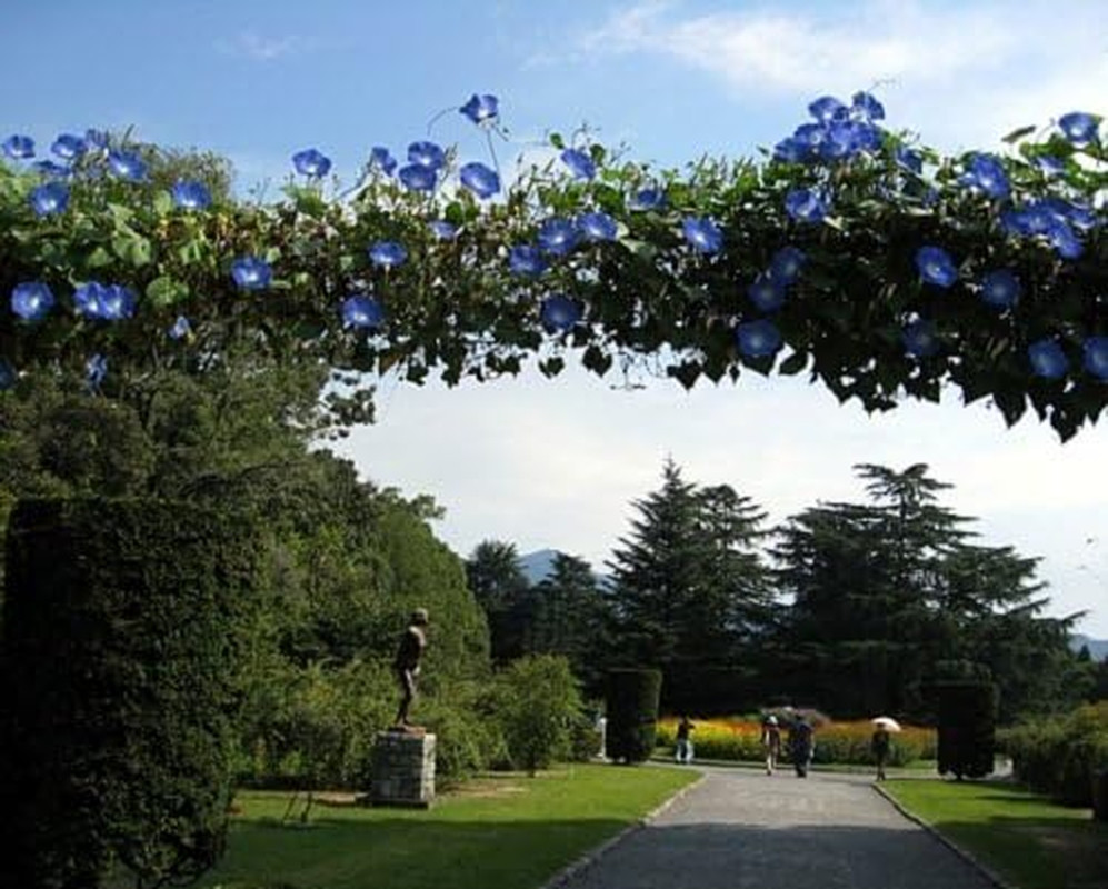 Morning Glory Heavenly Blue Flower UNTREATED Ipomoea Tricolor by (1,500 )