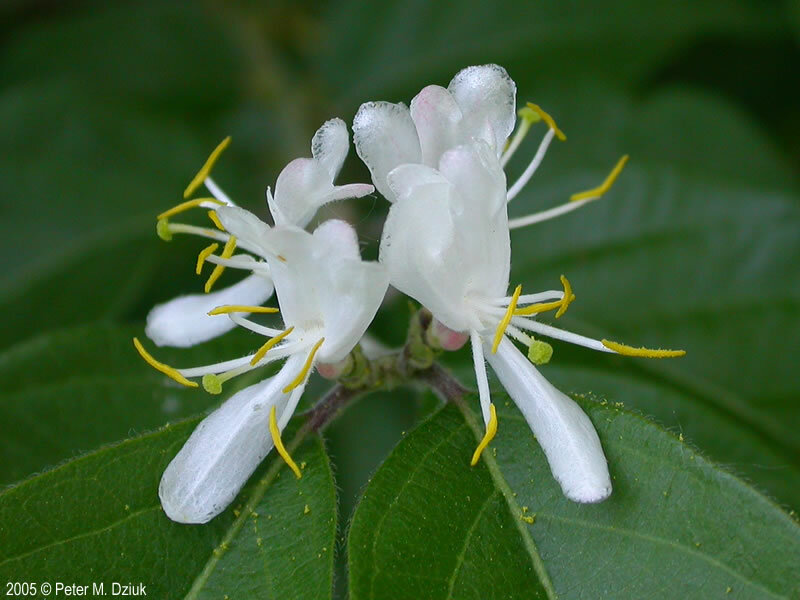 2 Live plants Lonicera maackii Amur Honeysuckle Bush Shrub 12″-18″ saplings