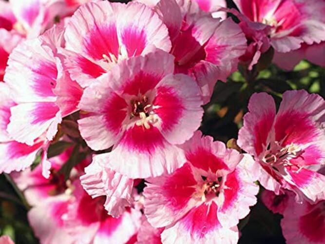 Pink to Red Godetia Rembrandt Flower Seeds (Clarkia Amoena) – 1500+ Non-GMO
