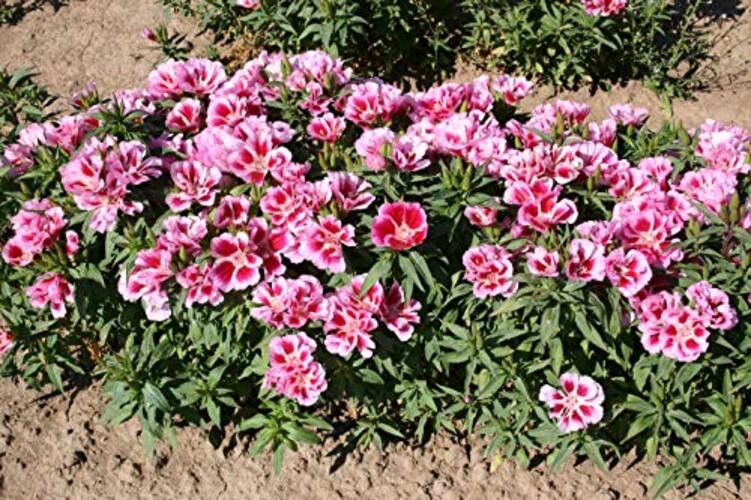Pink to Red Godetia Rembrandt Flower Seeds (Clarkia Amoena) – 1500+ Non-GMO