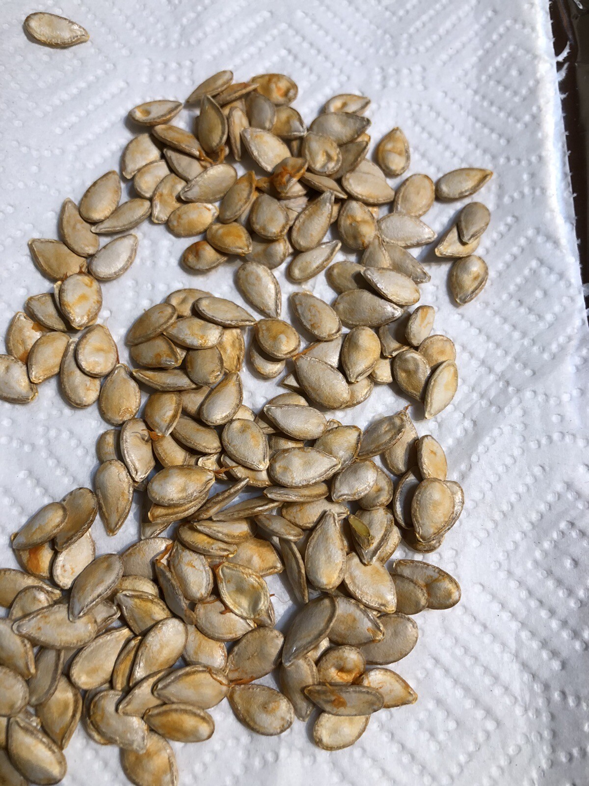 25 Native Florida Seminole Squash Pumpkin seeds Cucurbita moschata