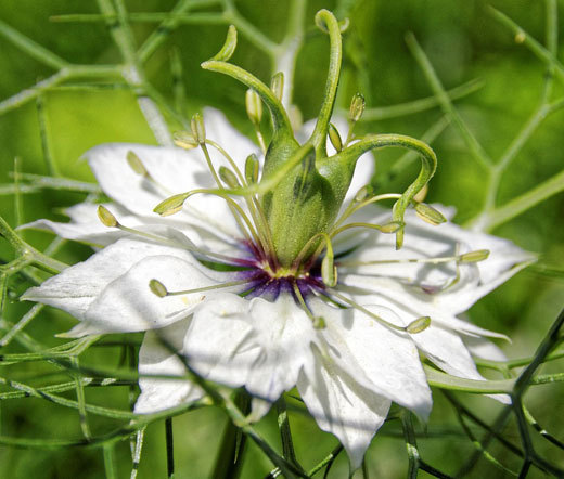 LOVE IN A MIST JEWELS MIX Nigella Damascena – 10,000 Bulk Seeds