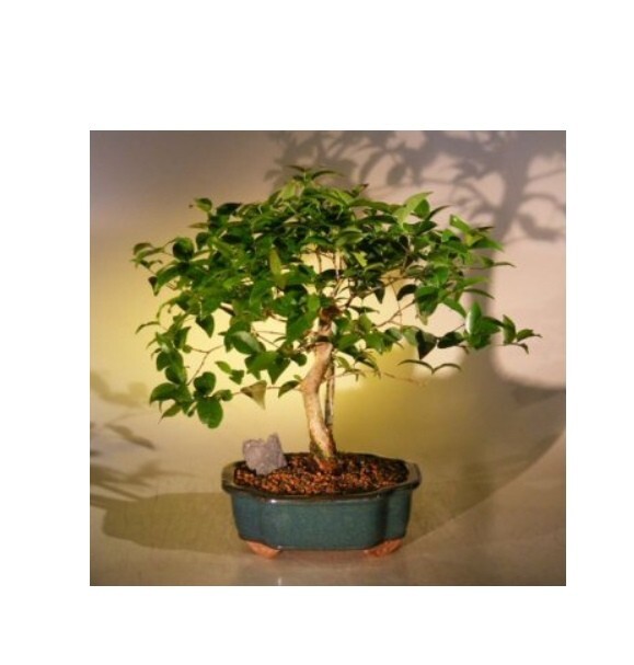 16 yo. Flowering Surinam Cherry Bonsai Tree Evergreen Eugenia Uniflora 19″ Tall