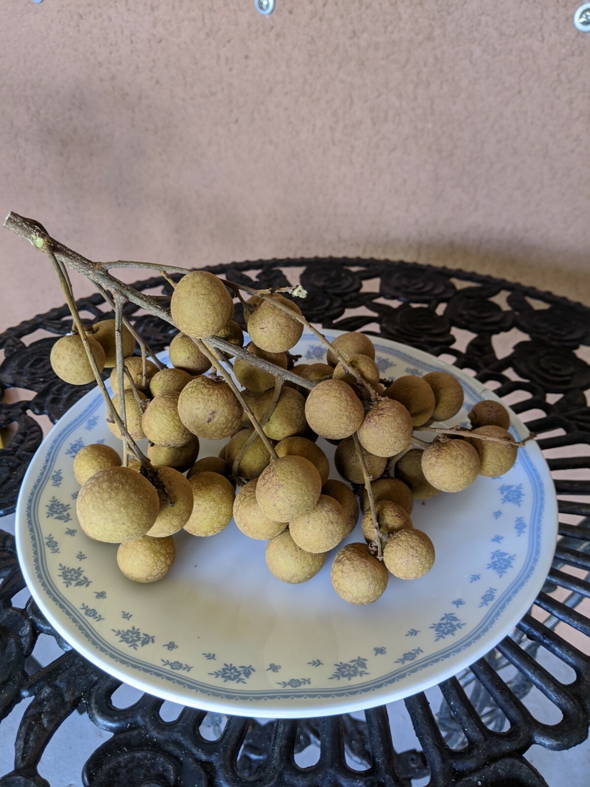 Organic Kohala Longan Tree, cây Nhãn Hawaii, 18″ -20″ tall