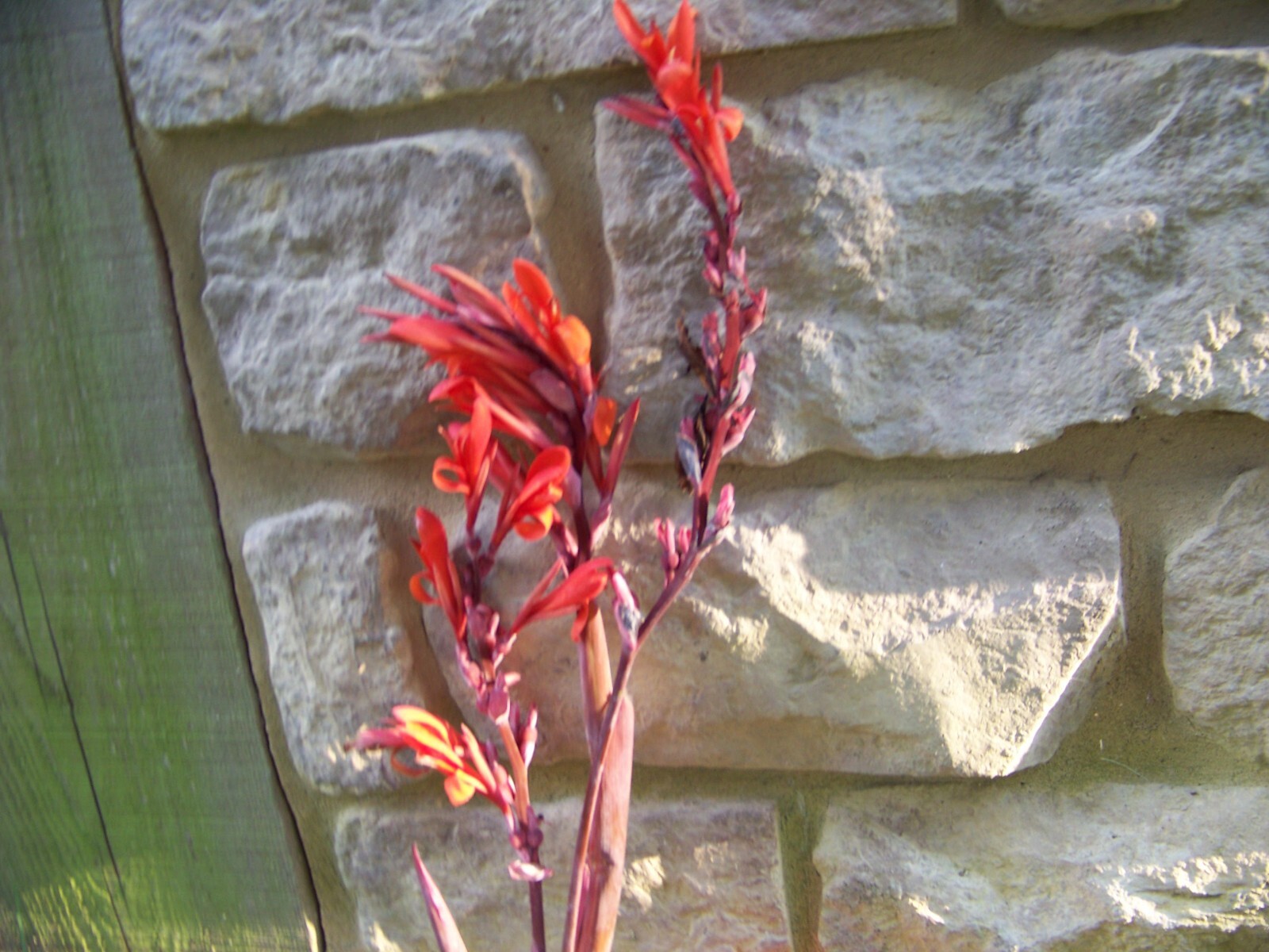5 Canna Lily Bulbs – Red Blooms – Burgundy / Green Leaves