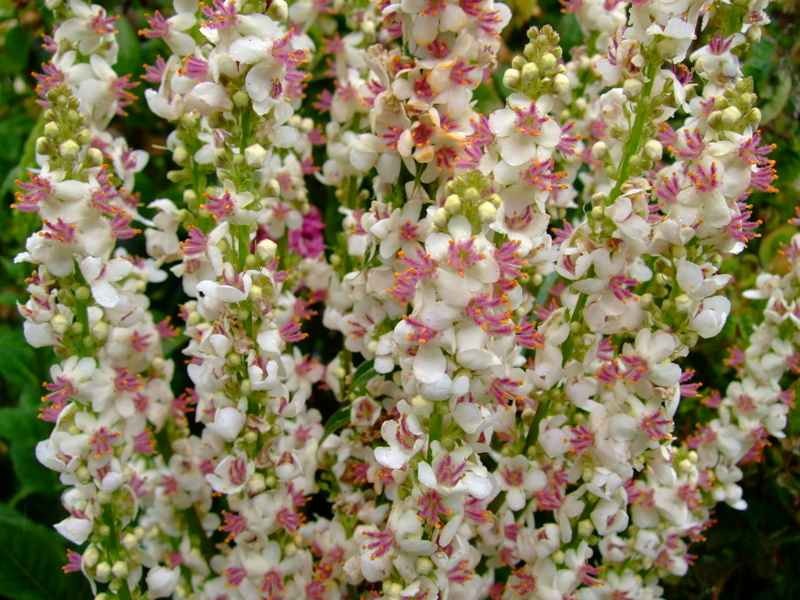 Verbascum chaixii Album – Nettle-Leaved Mullein seed