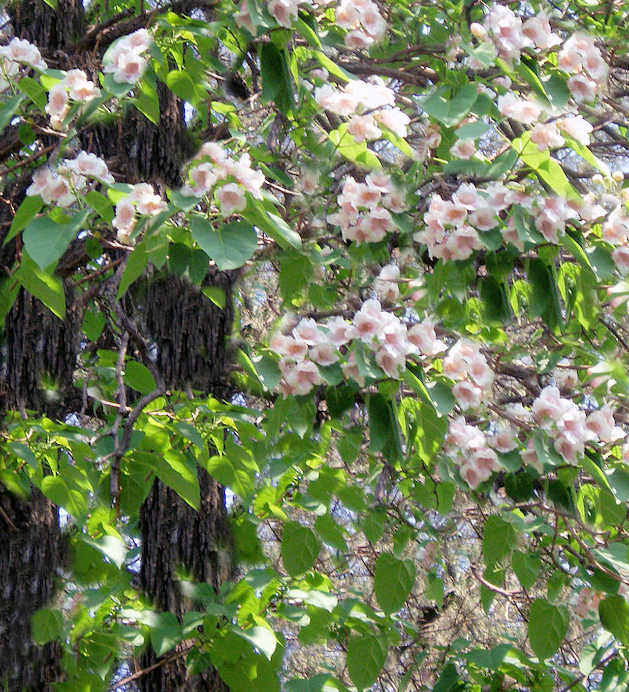 Tropical Seeds- 40 Heirloom SEEDS -Dragon Tree! Paulownia fortunei