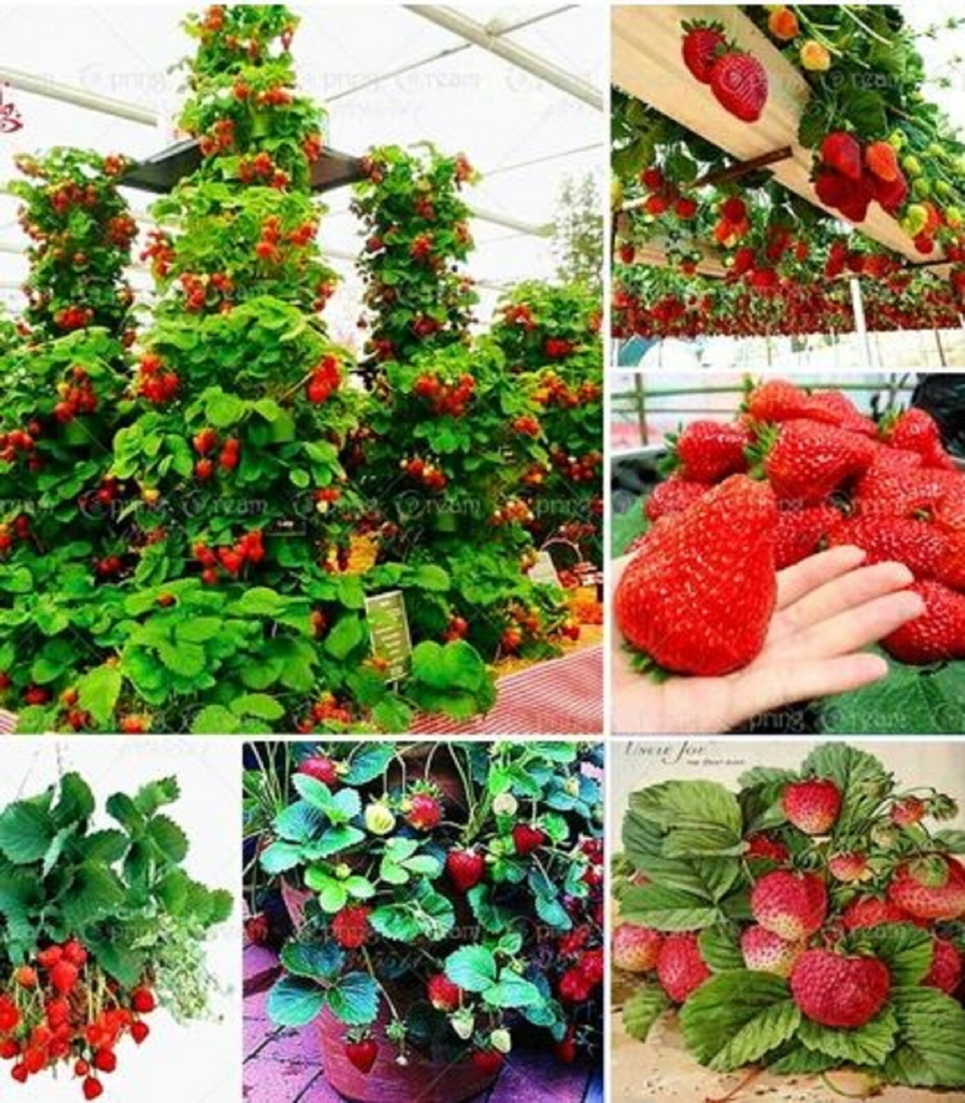 RARE GIANT CLIMBING STRAWBERRY fruit Tree 30 SEEDS -Combined Shipping Disc (USA)