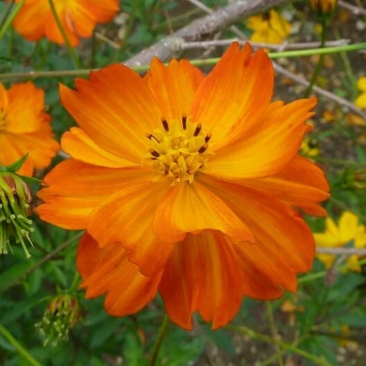200+ Sulphur Orange Cosmos Seeds for Garden Planting – USA – FREE SHIPPING!