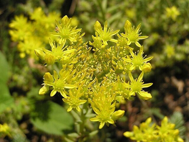 SEDUM ANGELINA 200 SEEDS, HARDY SEDUM, YELLOW FLOWERS IN SUMMER, EZ TO GROW.