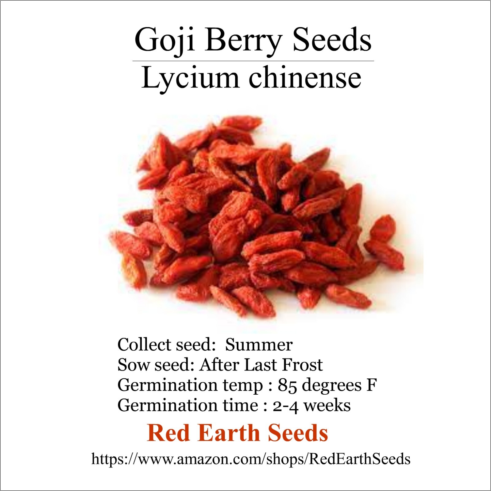 Goji Berry – 20 seeds – Lycium chinense