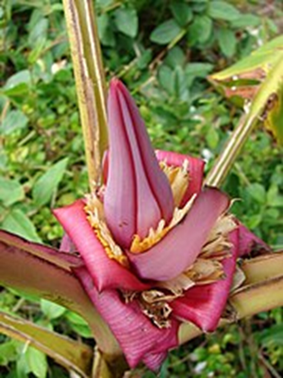 Organic Pink Banana {Musa veluntina} Fast Growing 5 Seeds Free Shipping!