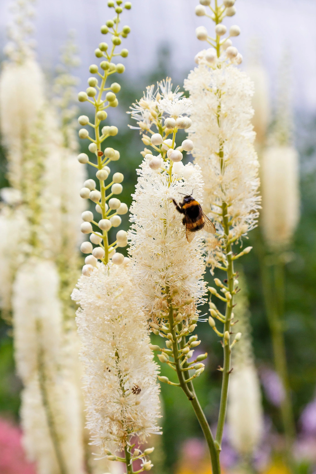 50 BLACK COHOSH Bugbane Actaea Racemosa Cimicifuga White Shade Flower Herb Seeds