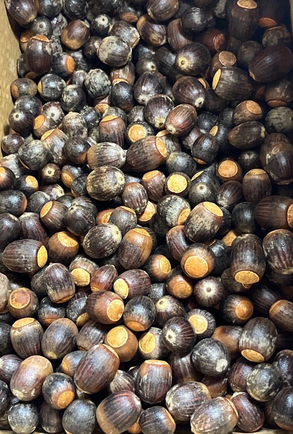 200 Oak Acorns Float Tested Seeds Squirrel Deer Feed Wildlife or Crafts 2025