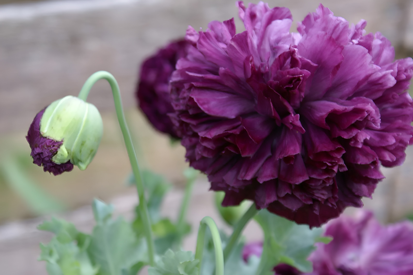 1,500 Purple Peony Poppy Seeds – P. Somniferum – Giant Purple Frilly Blooms