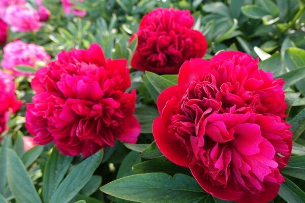 1 – Double Peony DIANA PARKS Live Perennial Red Flower Bulb Plant Root US SELLER