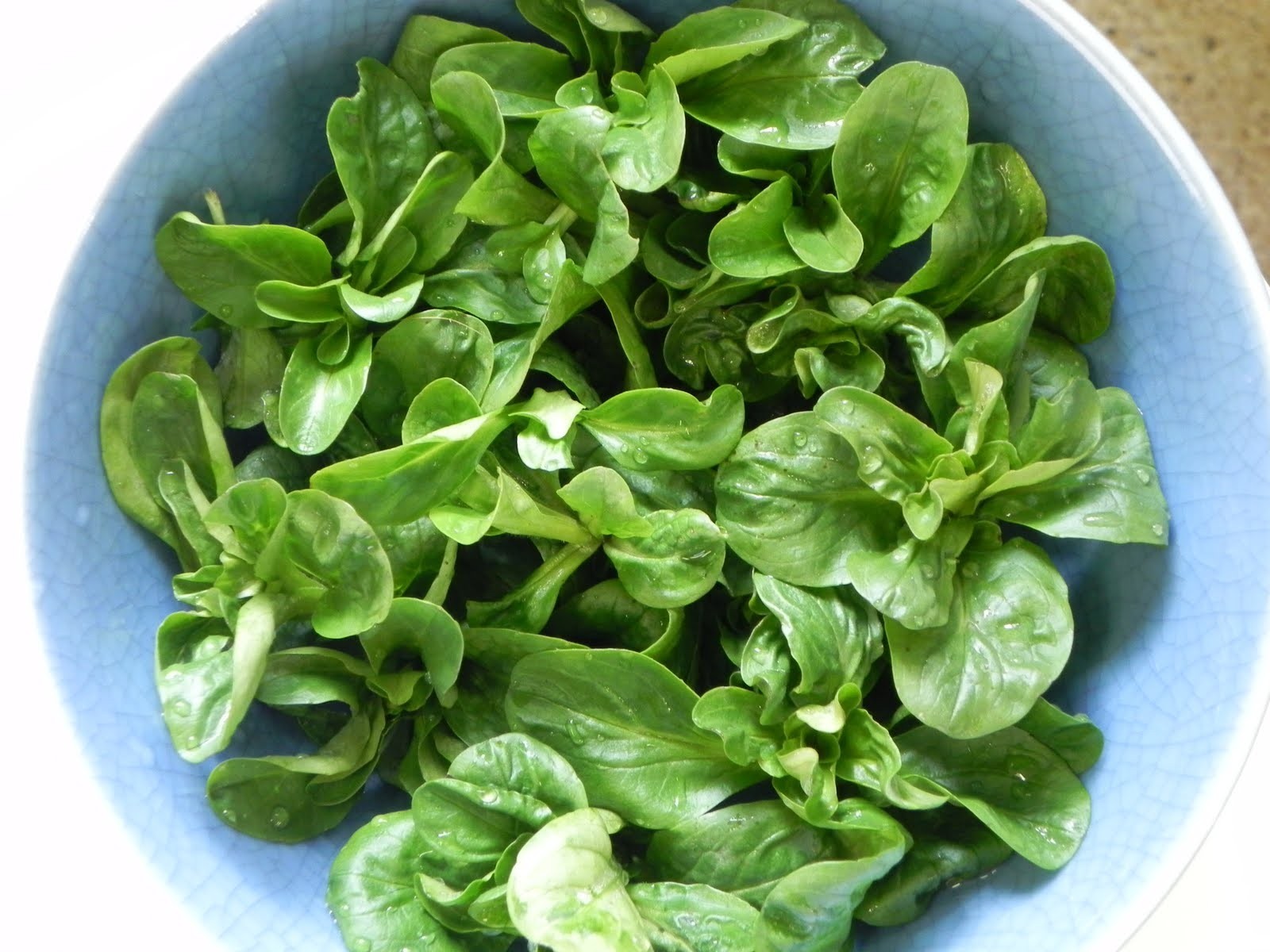CORN SALAD ( MACHE ) 100 SEEDS * NUTTY FLAVOR * OVERWINTER *