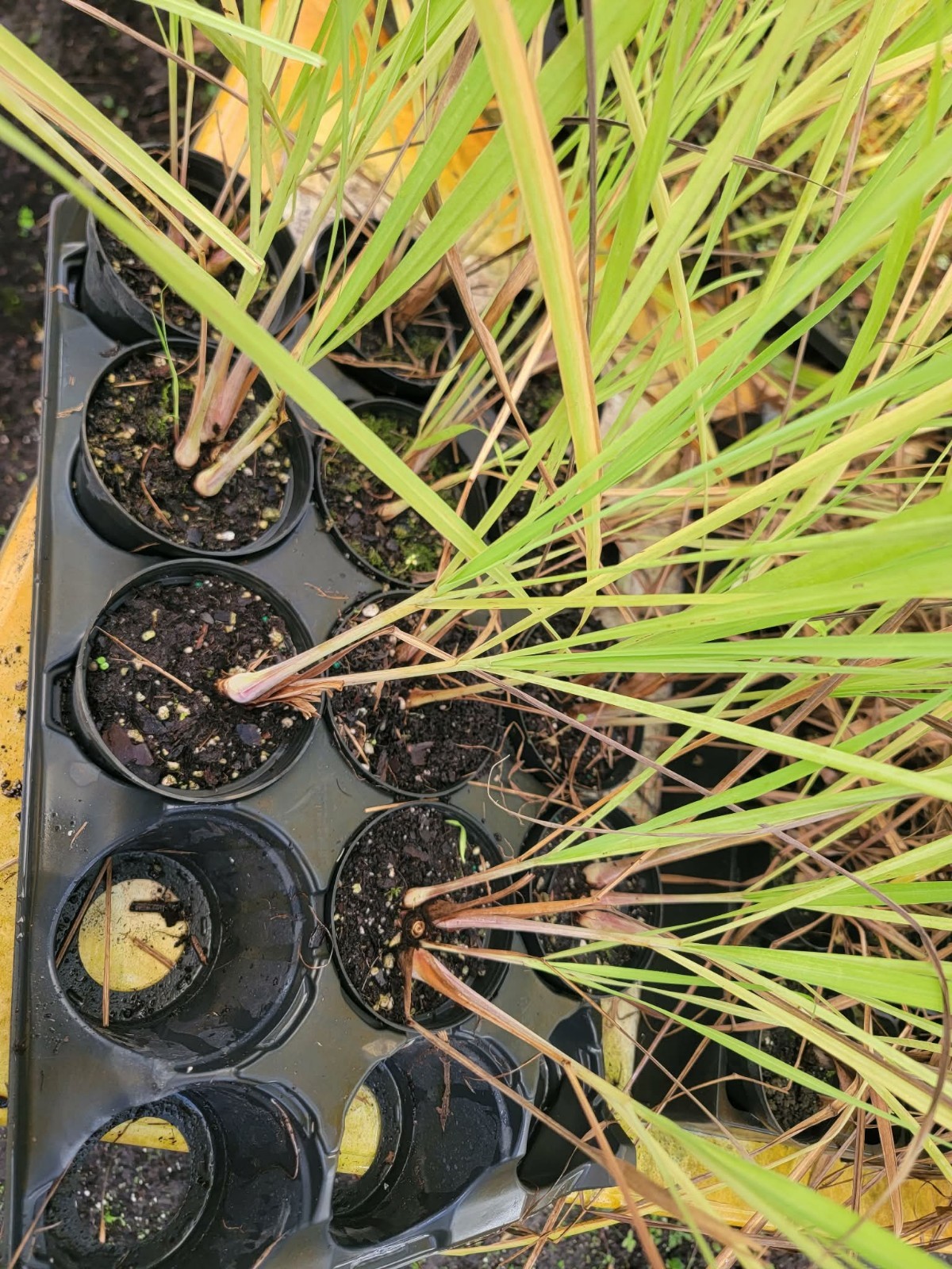Live Cymbopogon citratus Lemongrass plants in 4 inch pot, well-established roots