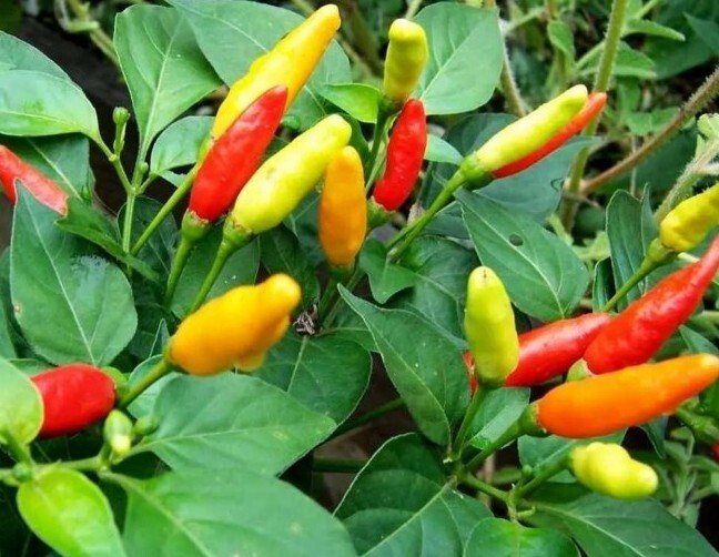 Live Tabasco Pepper Plant 100% Organic well rooted healthy plant