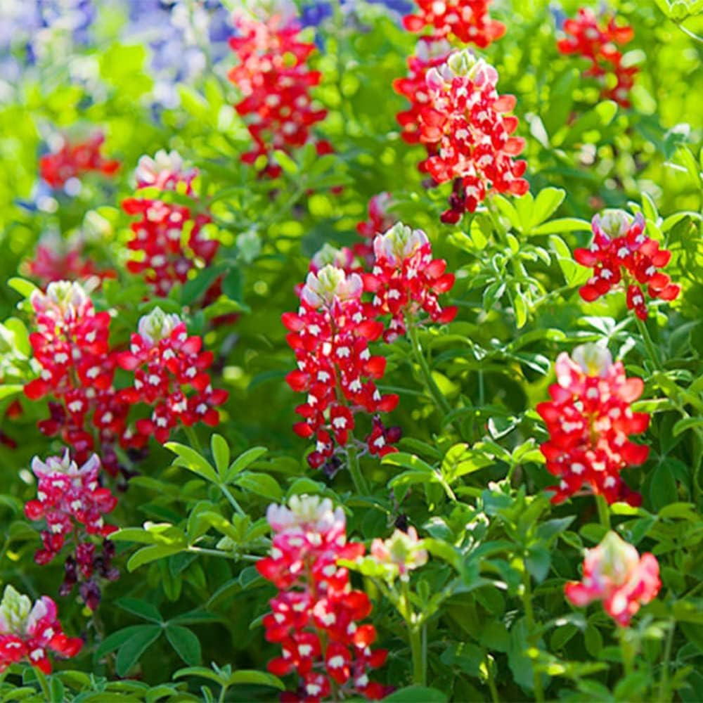 1000+ Perennial Red Texas Bluebonnet Seed-Texas Lupine Flower for Planting Gr…