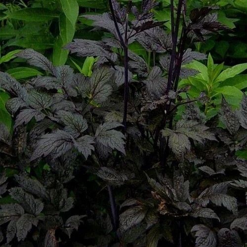 Actaea simplex Cimicifuga racemosa Atropurpurea 10 seeds