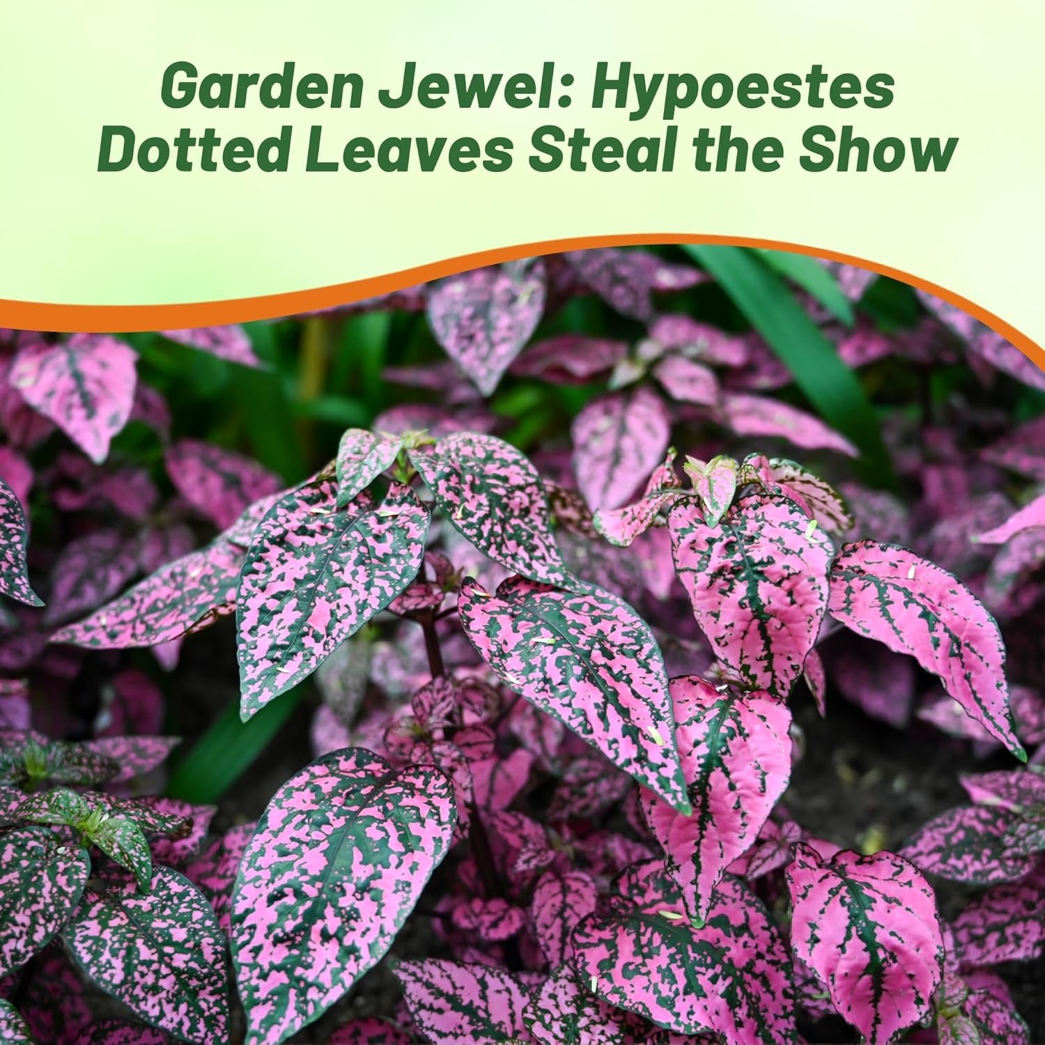 100 Seeds Hypoestes Rose – Buy Seeds For Hypoestes Online