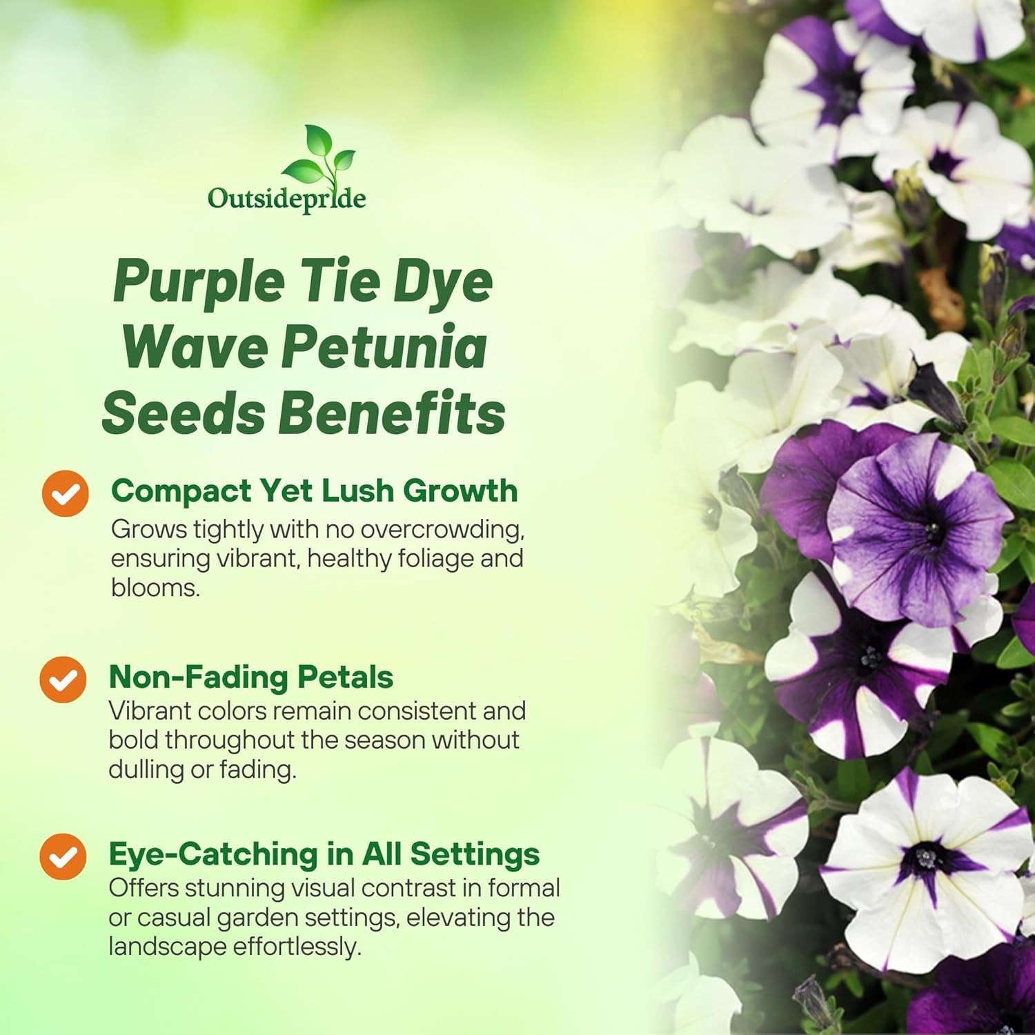 30 Seeds Spreading Petunia x Hybrida Purple Tie Dye Flower Seeds